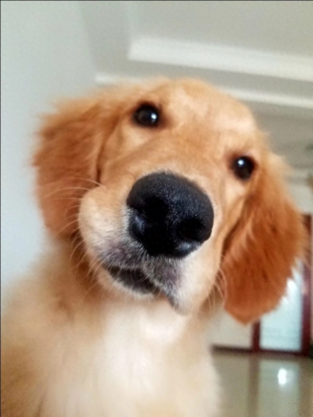 狗细小的症状是什么样（狗狗得细小之后的症状详解）