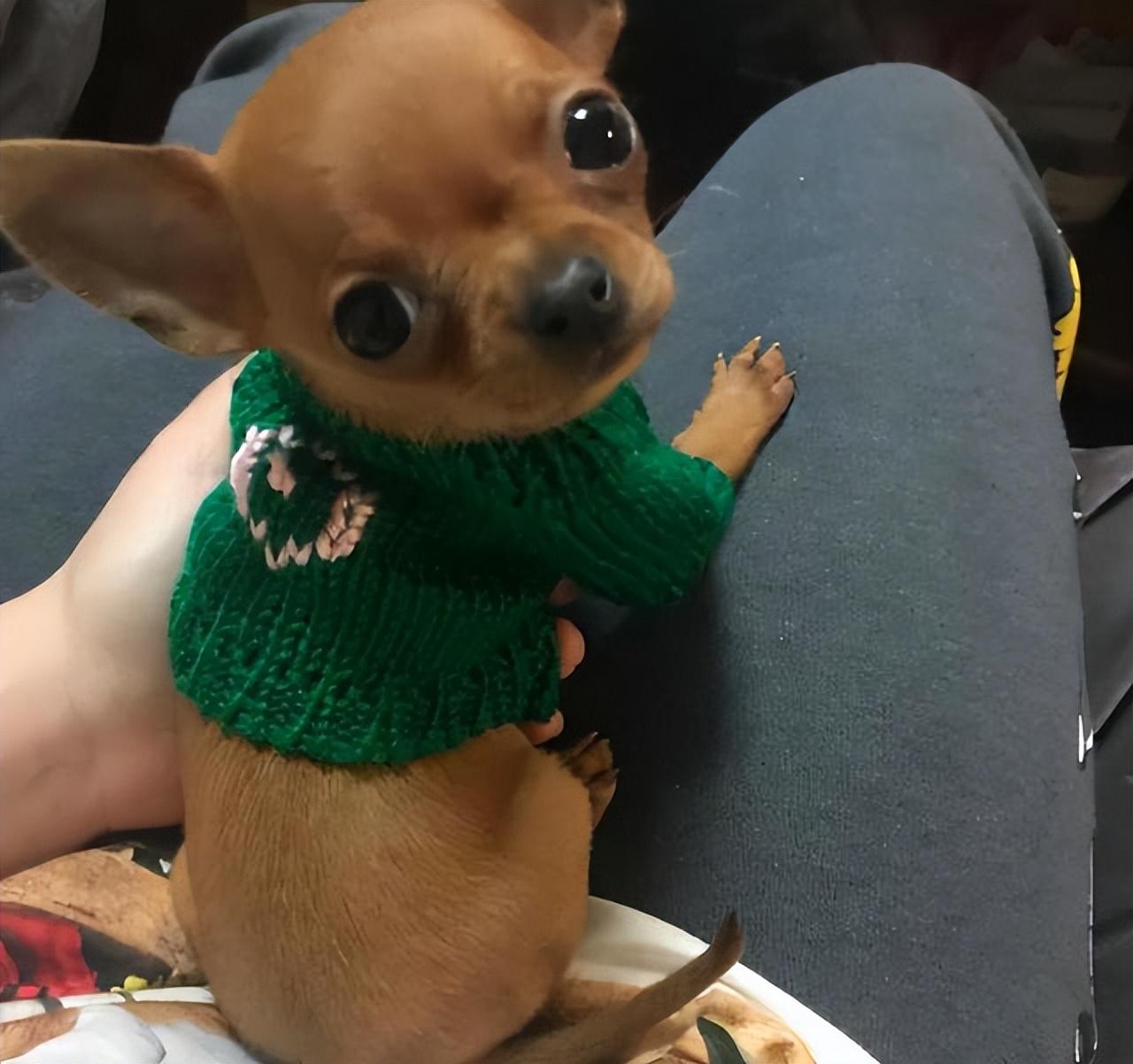 了解吉娃娃市场一览表（吉娃娃狗多少钱一只）