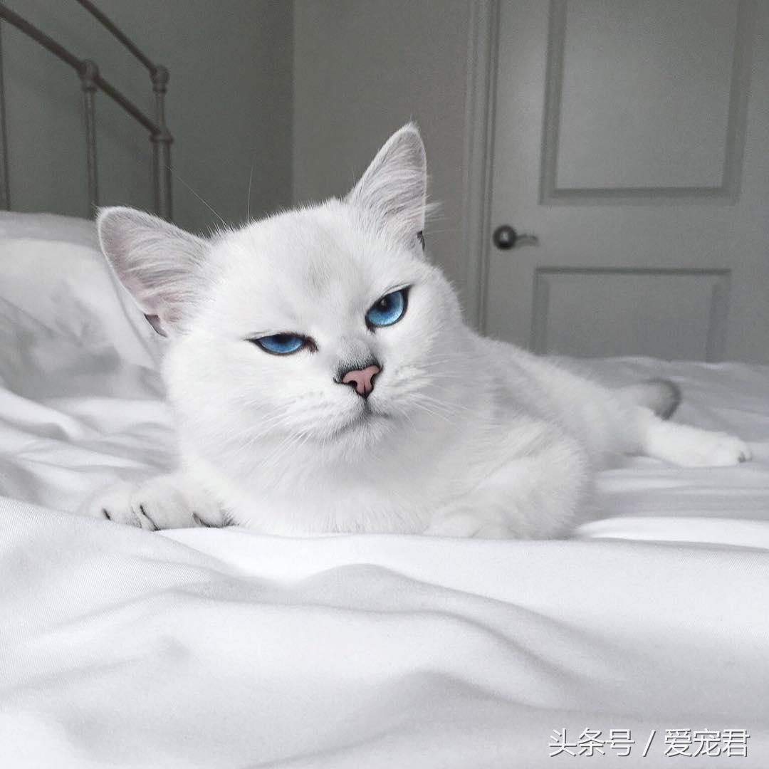 猫咪上完猫砂爬床不脏吗（猫咪上完猫砂如何清洁毛发干净）