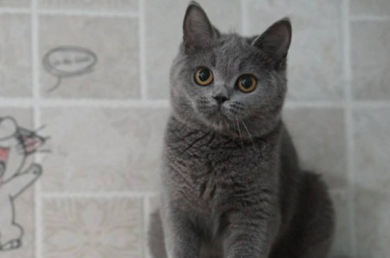 传闻英短活不过五岁真吗（附：饲养英短猫一定要注意的几个方法）