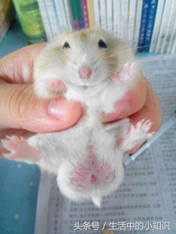 有小仓鼠公母分辨图吗（注意：看一下生殖器与肛门的距离）