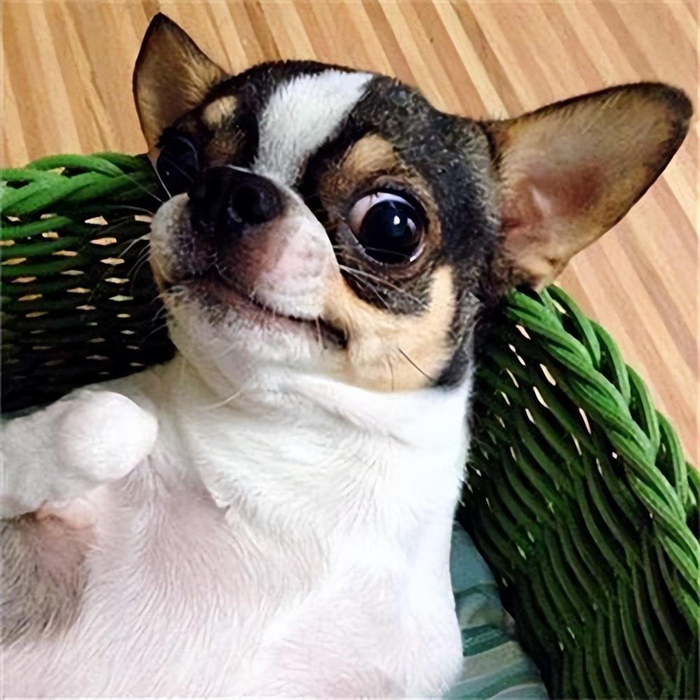 了解吉娃娃市场一览表（吉娃娃狗多少钱一只）