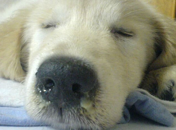 宠物生病了没钱治怎么办（宠物医院的套路连莆田系看了都流泪）