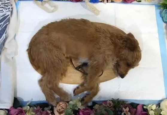 市内的宠物死后是如何处理的