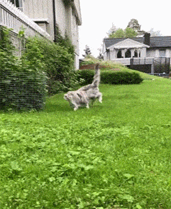 一只奶牛猫幼崽约20-200元（长毛黑白奶牛猫多少钱一只）