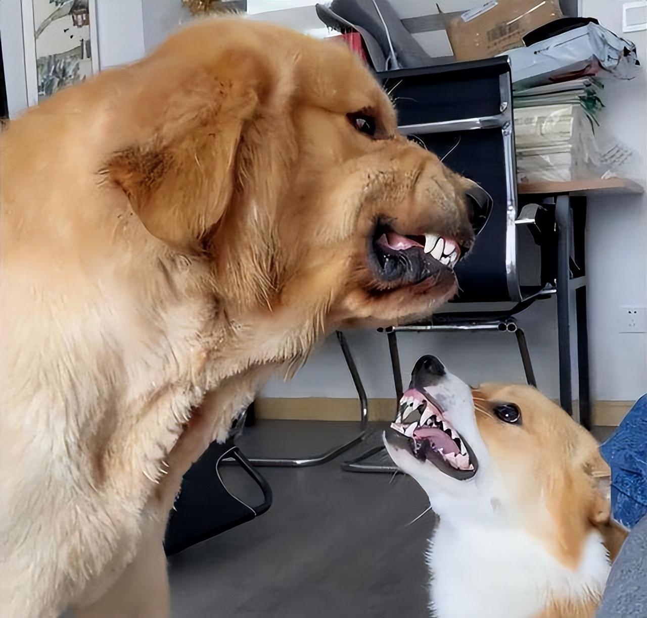 六种打架最厉害的狗（会打架的狗品种有哪些）