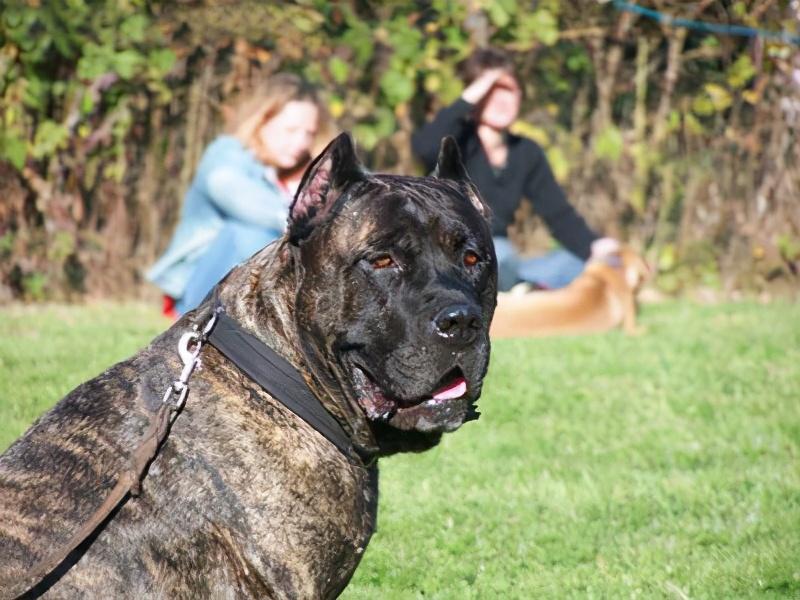 你知道阿根廷杜高犬也是性犬吗（附：世界上最凶残的7种烈性犬）