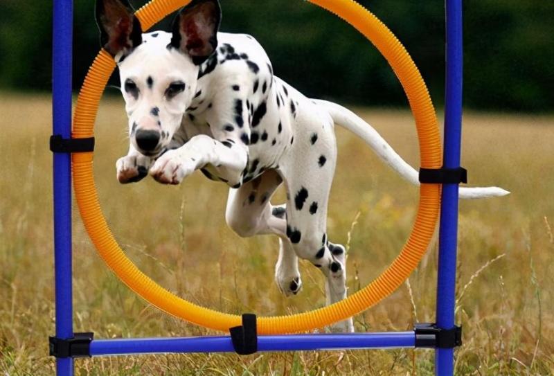 狗的生活特征和生活方式（详解：狗的特征属性是什么）