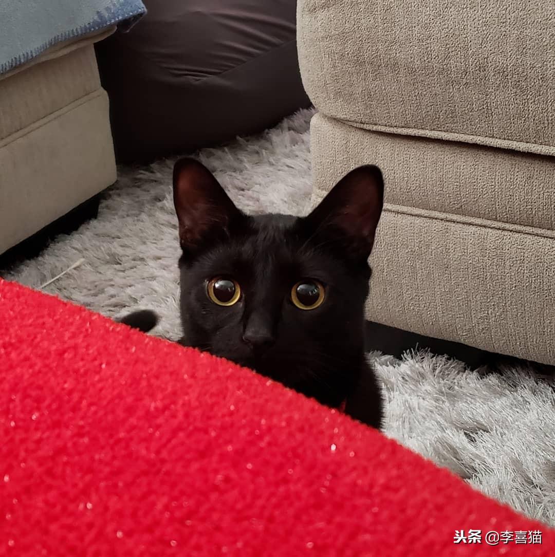 适合家养的干净宠物推荐