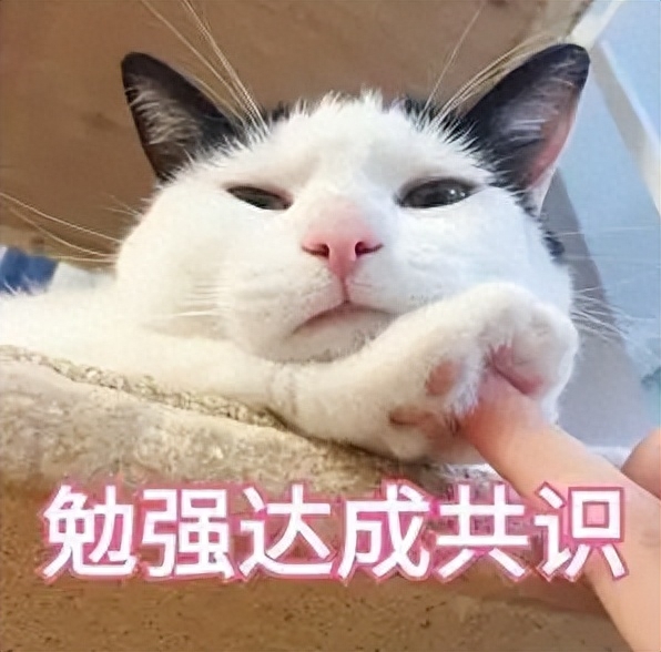大脸猫如何养成(附：猫发腮攻略手把手教你养“大脸猫”)