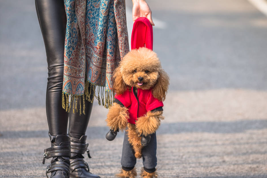 狗养多久才对人有感情（狗狗基本上到4~6个月就会认主人）
