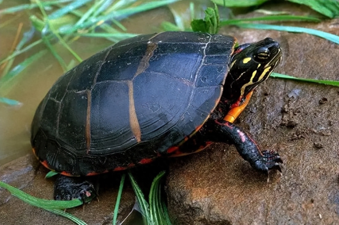 10大智商最高的龟都有哪些（附：最有灵性的龟排名）
