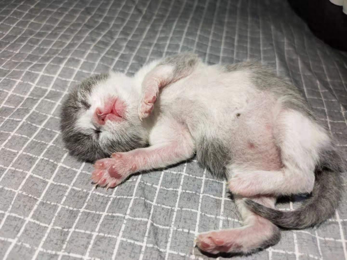 2个月小猫一顿吃15粒猫粮行吗（教你喂养和训练两个月的小奶猫）