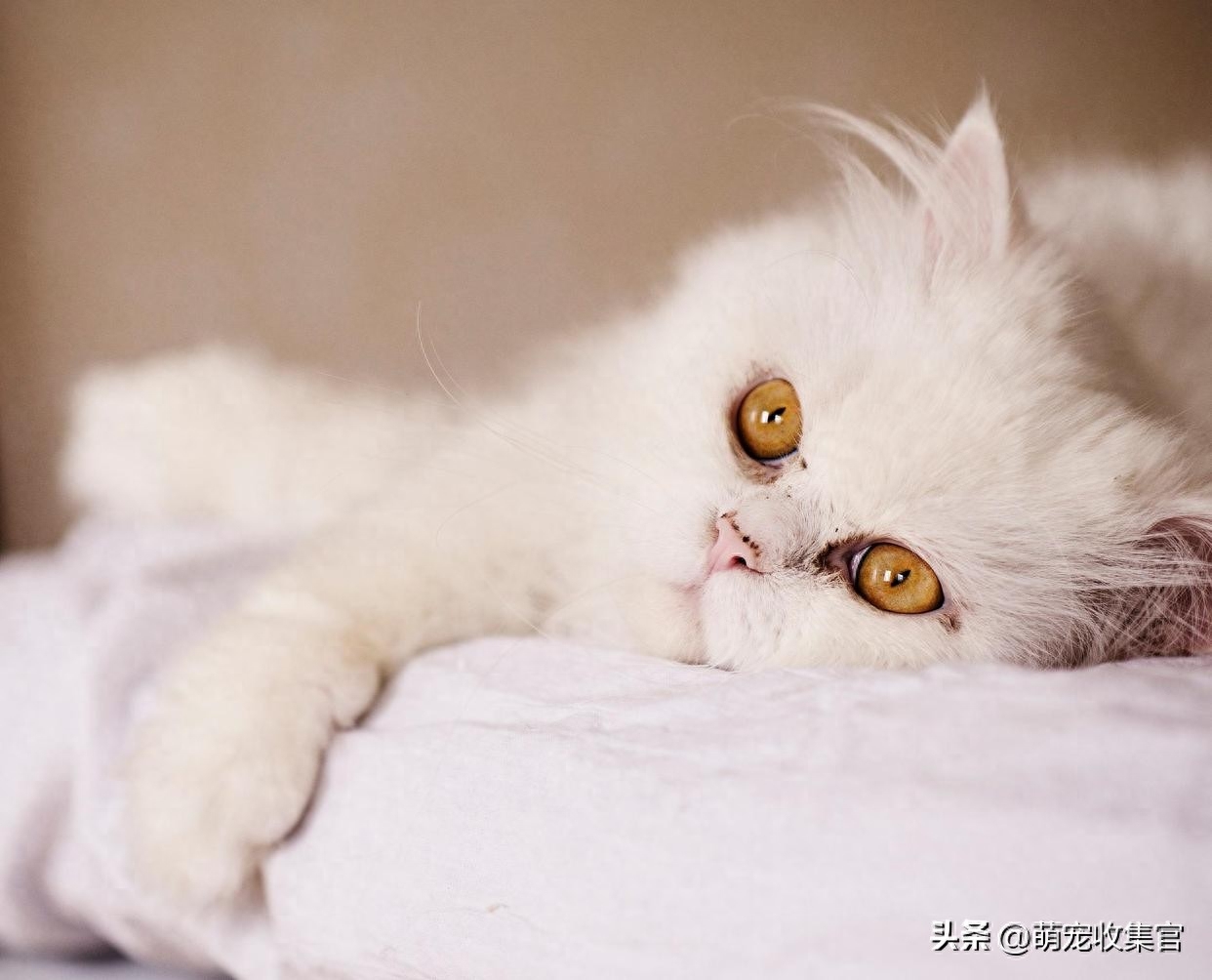 高铁托运一只猫多少钱