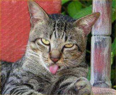 猫咪为什么发出咕噜咕噜的声音