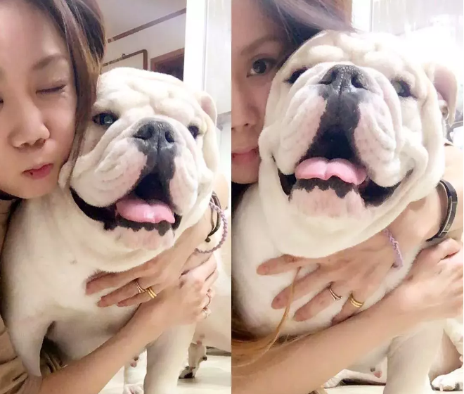 不养“英国斗牛犬”的人不知道的好处（斗牛犬图片）