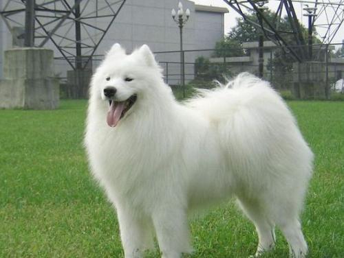 银狐狗一只最少多少元（银狐犬吃什么狗粮比较好）