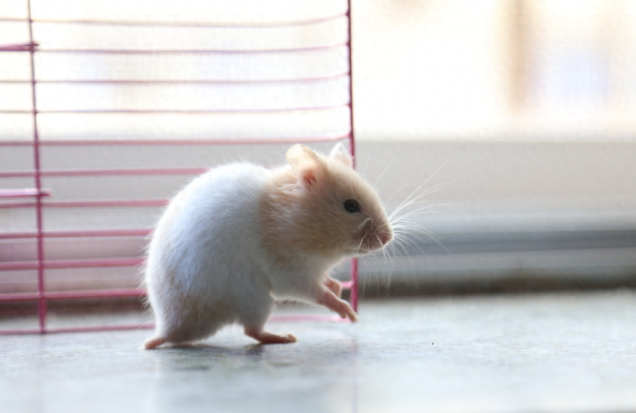 仓鼠多久洗一次澡（注意：仓鼠每周洗一次即可）