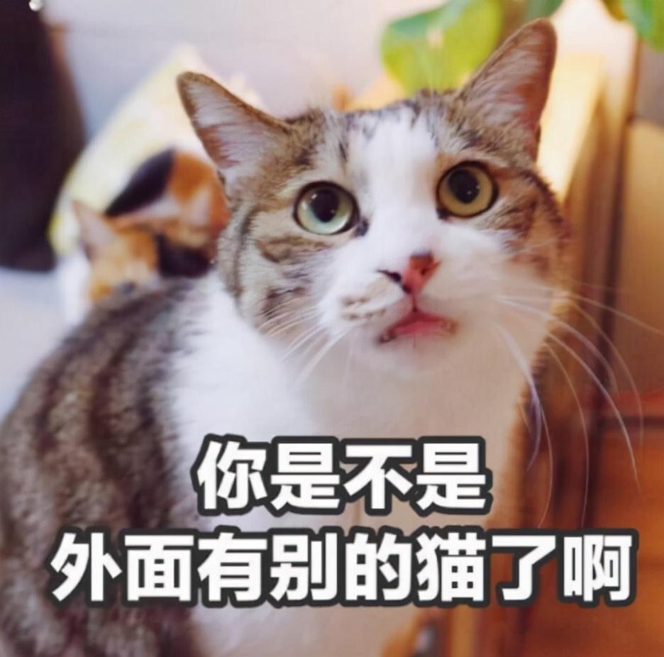 一只奶牛猫幼崽约20-200元（长毛黑白奶牛猫多少钱一只）