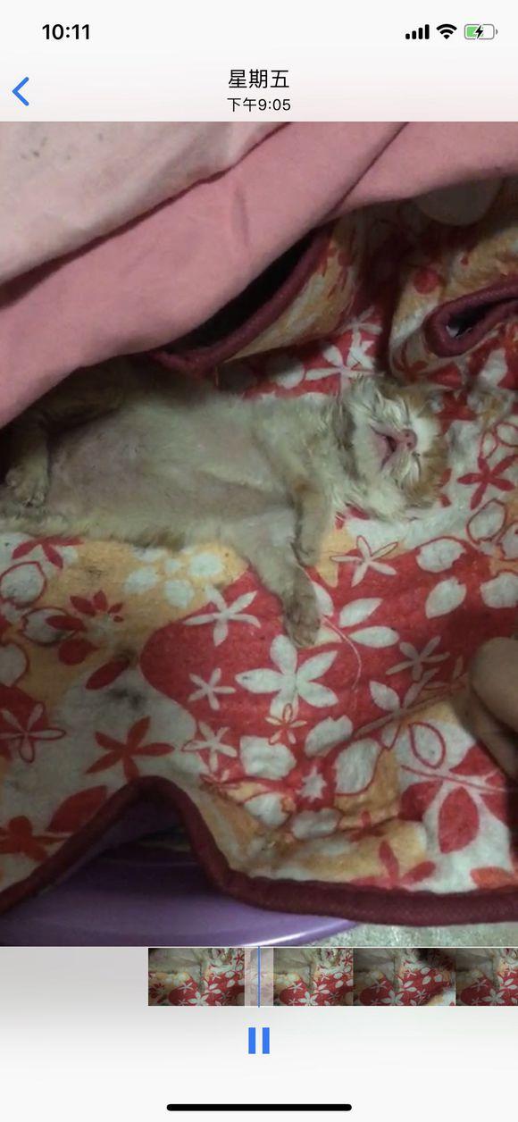 刚出生猫咪假死和真死的区别（猫咪僵硬了12个小时又复活）