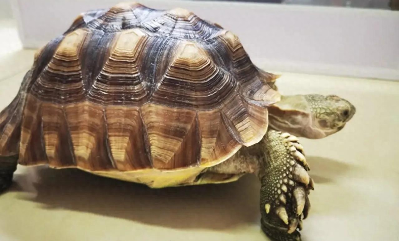 苏卡塔尔陆龟（危：苏卡塔尔陆龟当宠物构成犯罪）