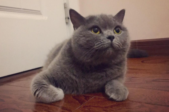 传闻英短活不过五岁真吗（附：饲养英短猫一定要注意的几个方法）