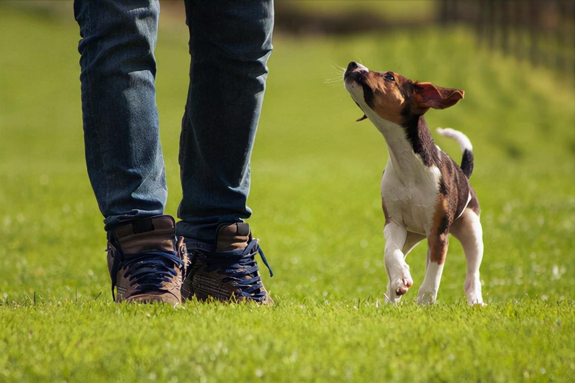 狗养多久才对人有感情（狗狗基本上到4~6个月就会认主人）
