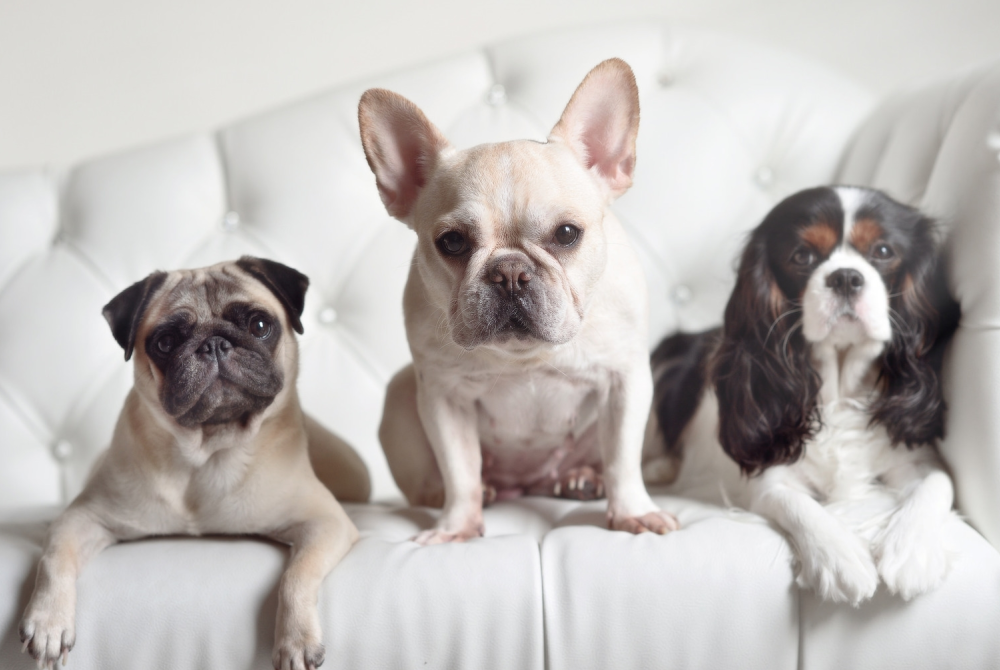 斗牛犬图片（物种百科：法国斗牛犬）