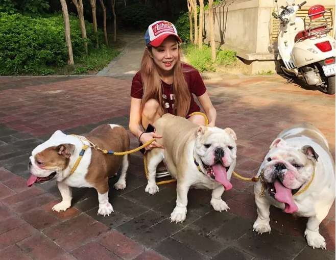 不养“英国斗牛犬”的人不知道的好处（斗牛犬图片）