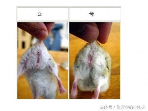 有小仓鼠公母分辨图吗（注意：看一下生殖器与肛门的距离）