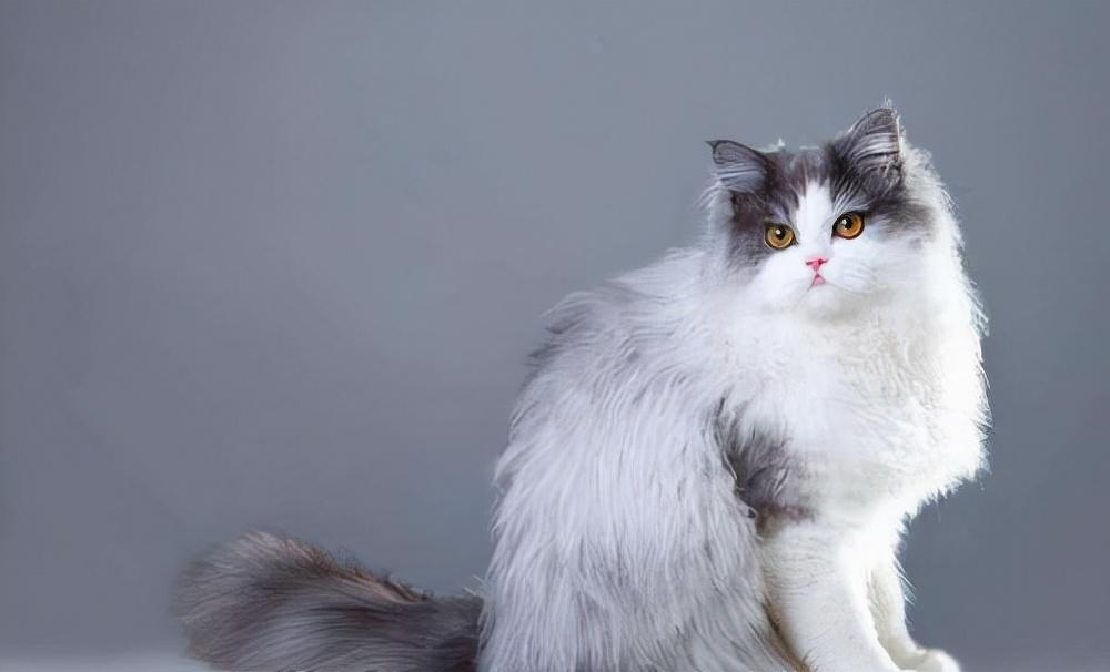 波斯猫怎么养好呢（带你了解养波斯猫的缺点）