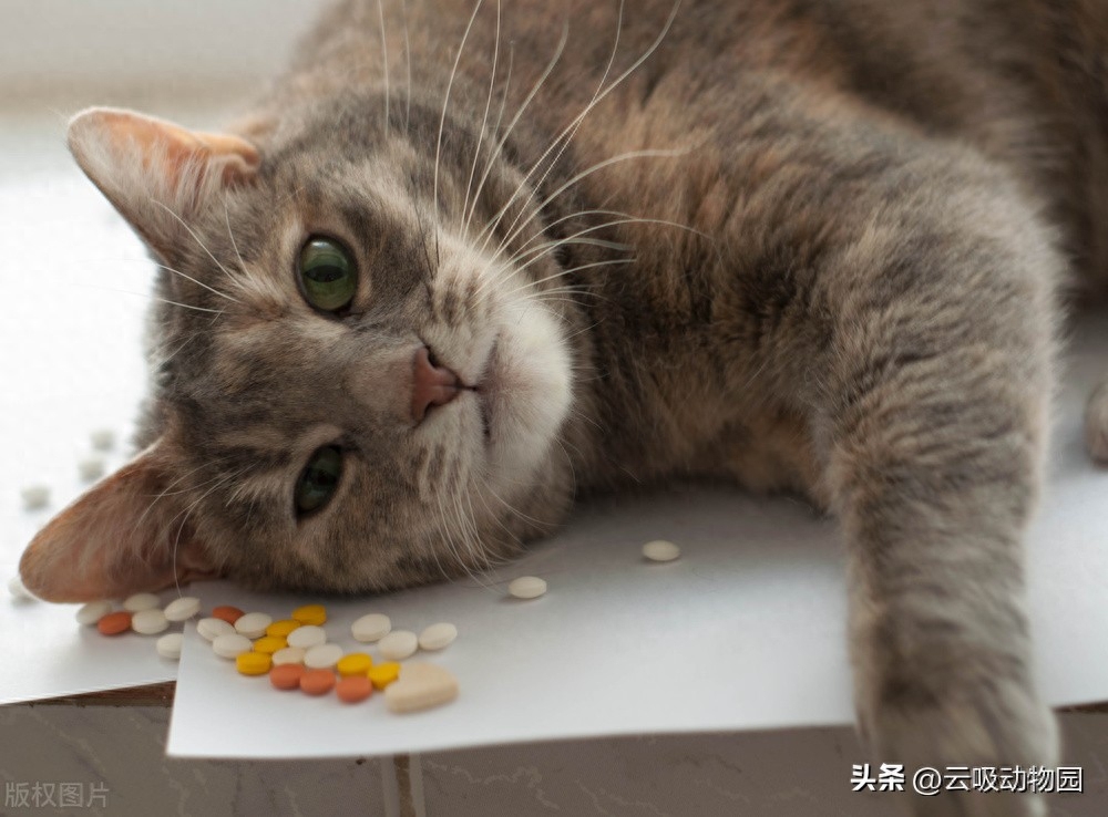 猫咪突然不活泼了无精打采（盘点你不知道的猫咪冷知识）