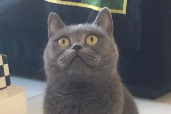 传闻英短活不过五岁真吗（附：饲养英短猫一定要注意的几个方法）