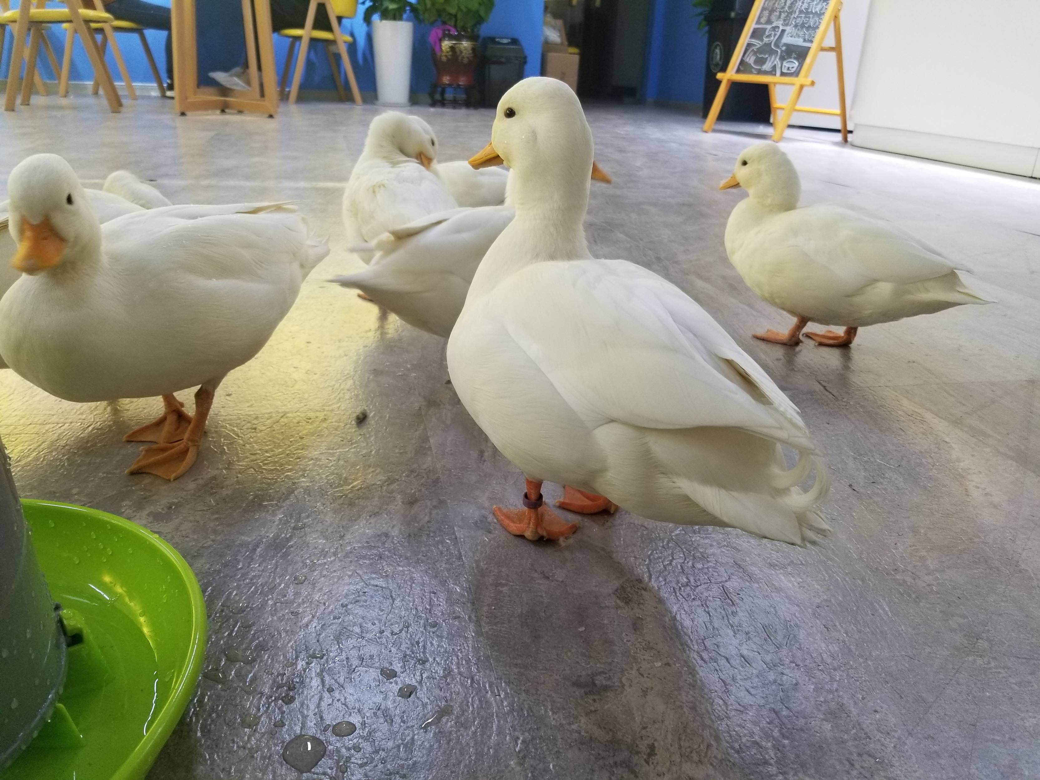 可达鸭幼崽价格最高可达上万一只（2024年养一只活可达鸭多少钱）