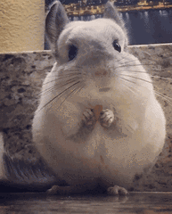 宠物金丝熊品种图片及价位表（金丝熊吃什么粮食好）