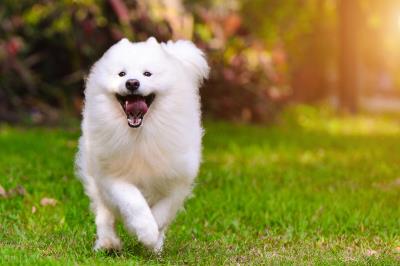 微笑天使是什么狗（微笑天使萨摩耶）