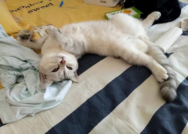 猫和人一起睡的危害(猫和人一起睡有危害吗)