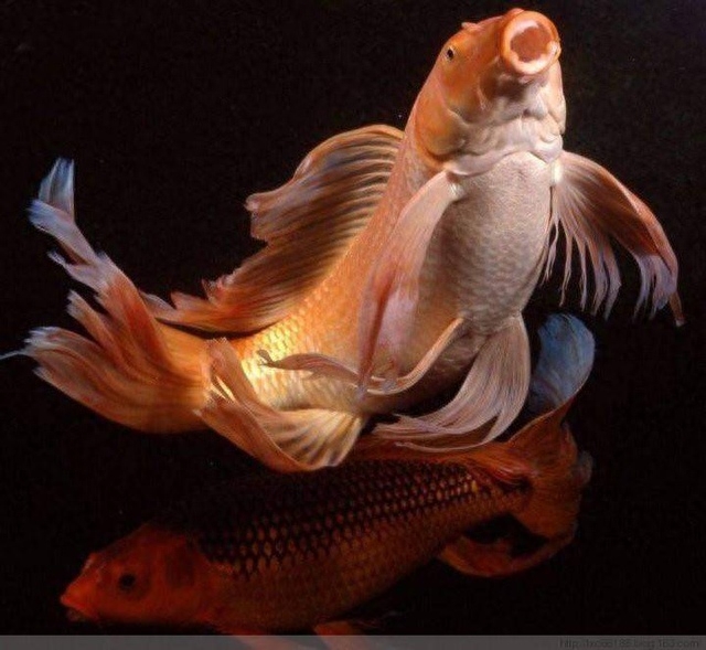 鱼养几条最吉利最旺财（附：风水鱼不要随便养！）