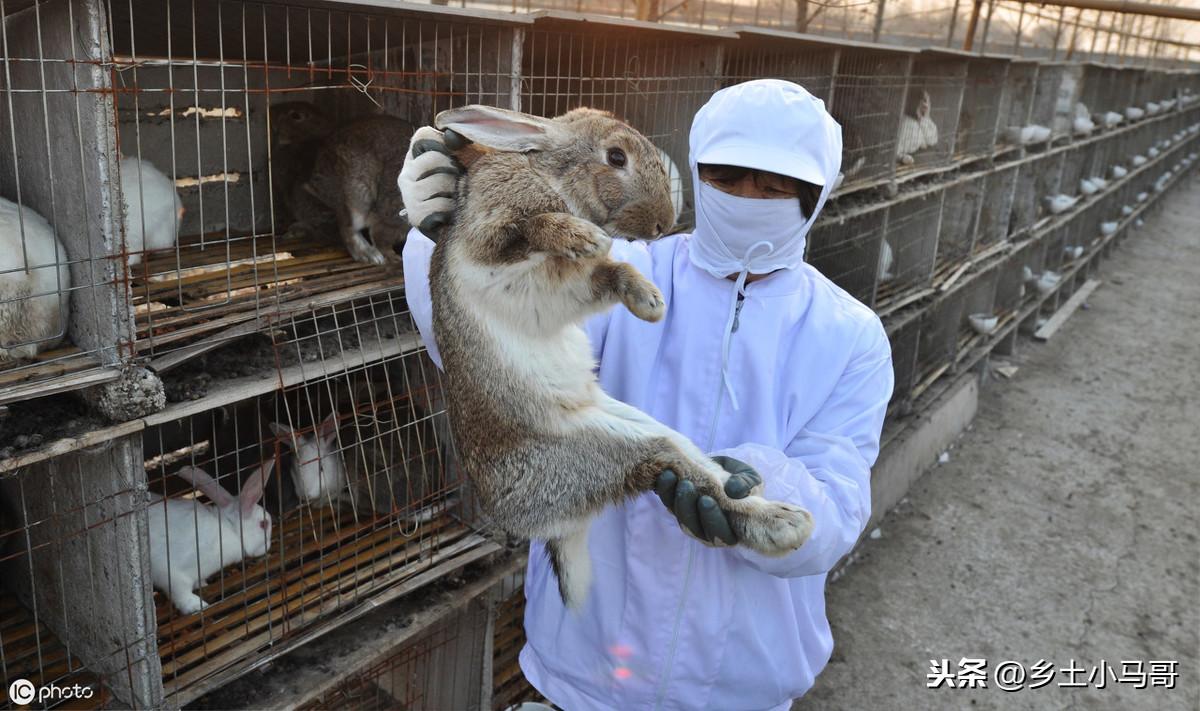 教你养宠物兔的实用方法和技巧（如何饲养宠物兔子）
