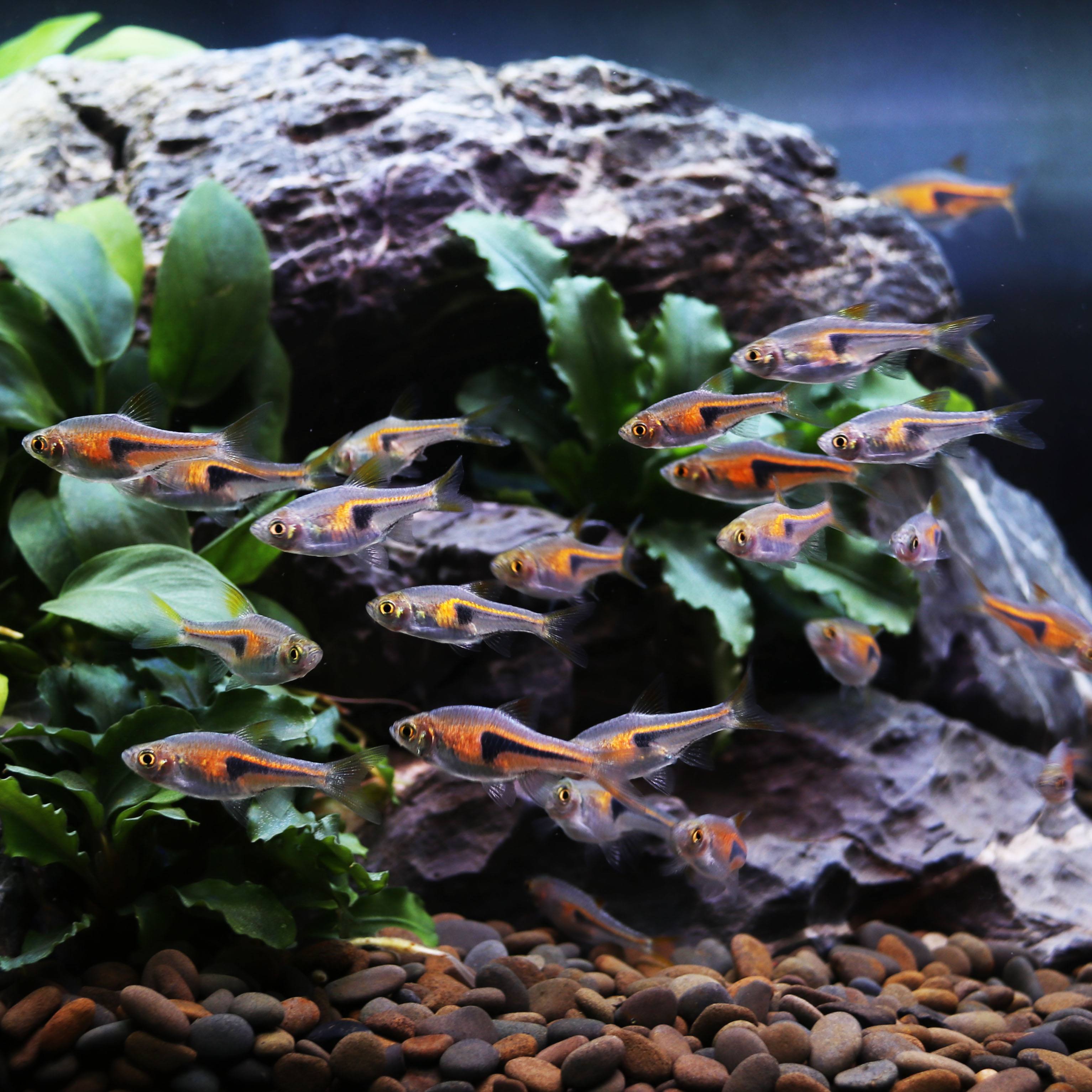 草缸十大首选鱼虾混养的有哪些（草缸点缀推荐蜜蜂角螺和彩蛋螺）