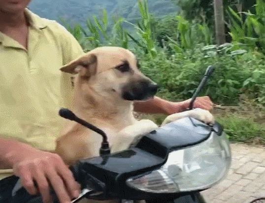 便宜的宠物狗都有哪些（详解：8大便宜且好养的狗）