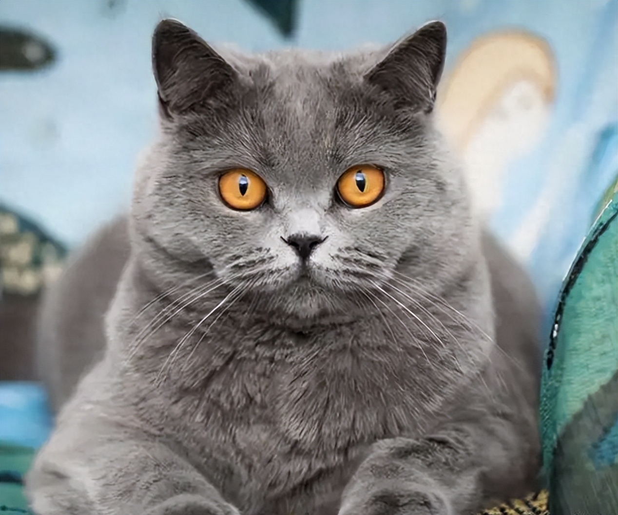 大脸猫如何养成(附：猫发腮攻略手把手教你养“大脸猫”)