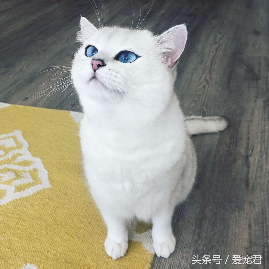 猫咪上完猫砂爬床不脏吗（猫咪上完猫砂如何清洁毛发干净）