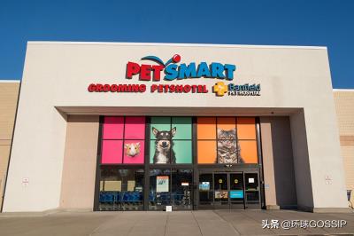 锦鲤鱼越来越瘦怎么回事（美国大叔养锦鲤怎么这么难）