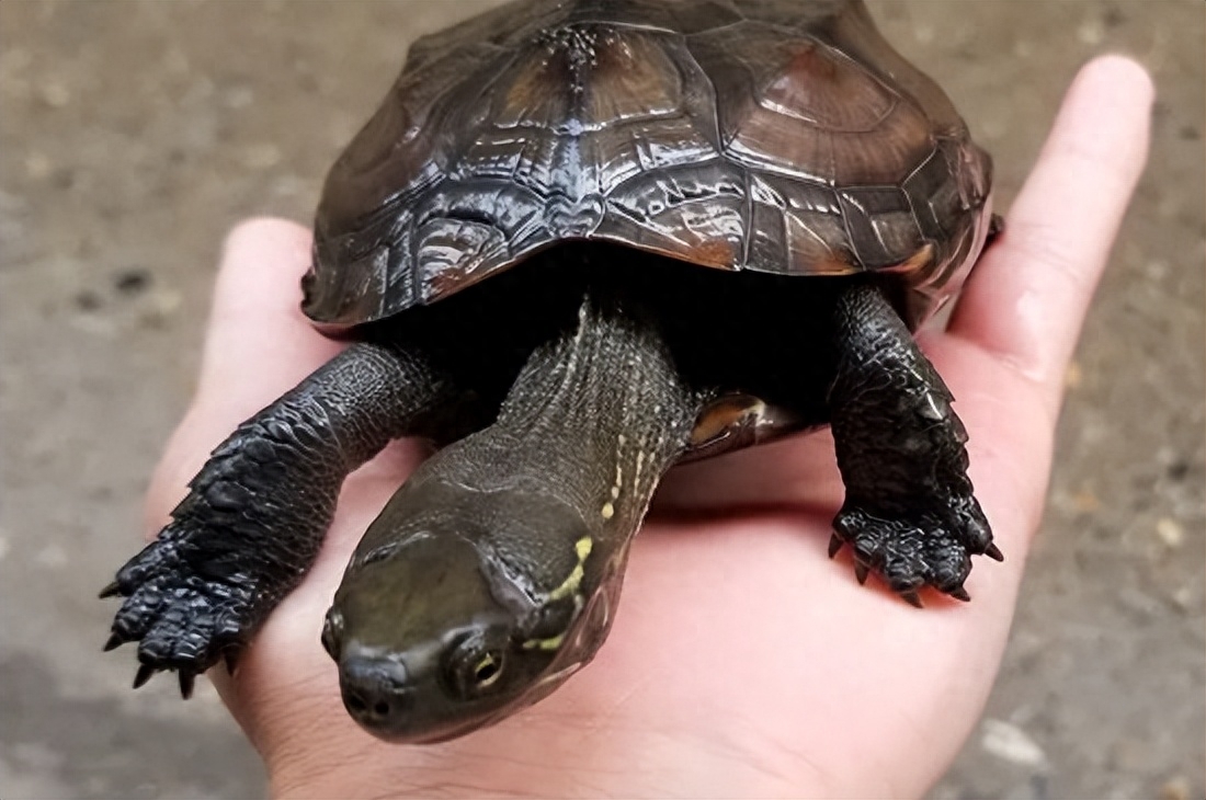 10大智商最高的龟都有哪些（附：最有灵性的龟排名）