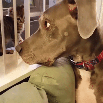 阿富汗猎犬多少钱一只（附：10万元以上的狗）