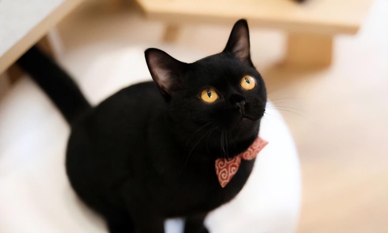 一只奶牛猫幼崽约20-200元（长毛黑白奶牛猫多少钱一只）