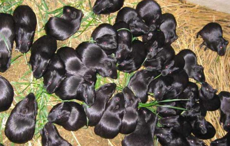 荷兰猪谁养谁后悔（豚鼠养殖前景及利润及销路如何找）