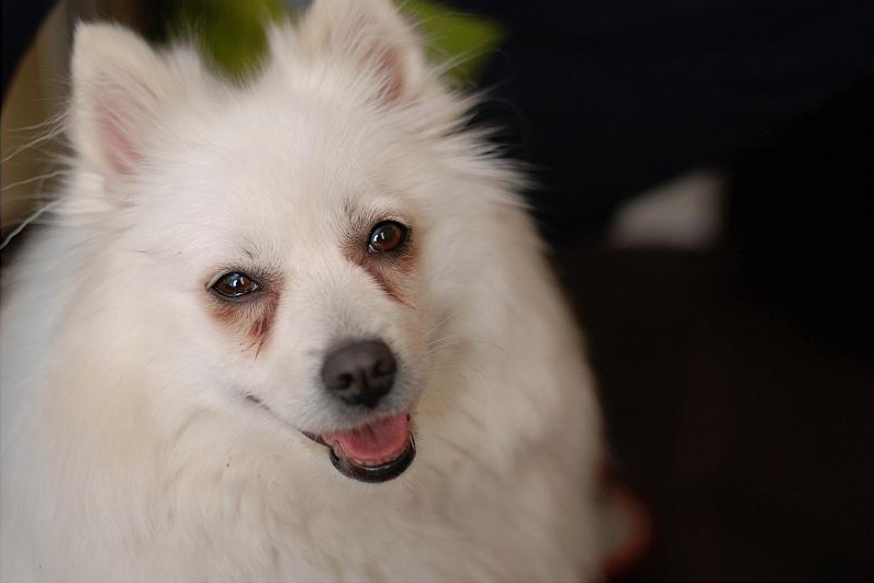 银狐狗一只最少多少元（银狐犬吃什么狗粮比较好）