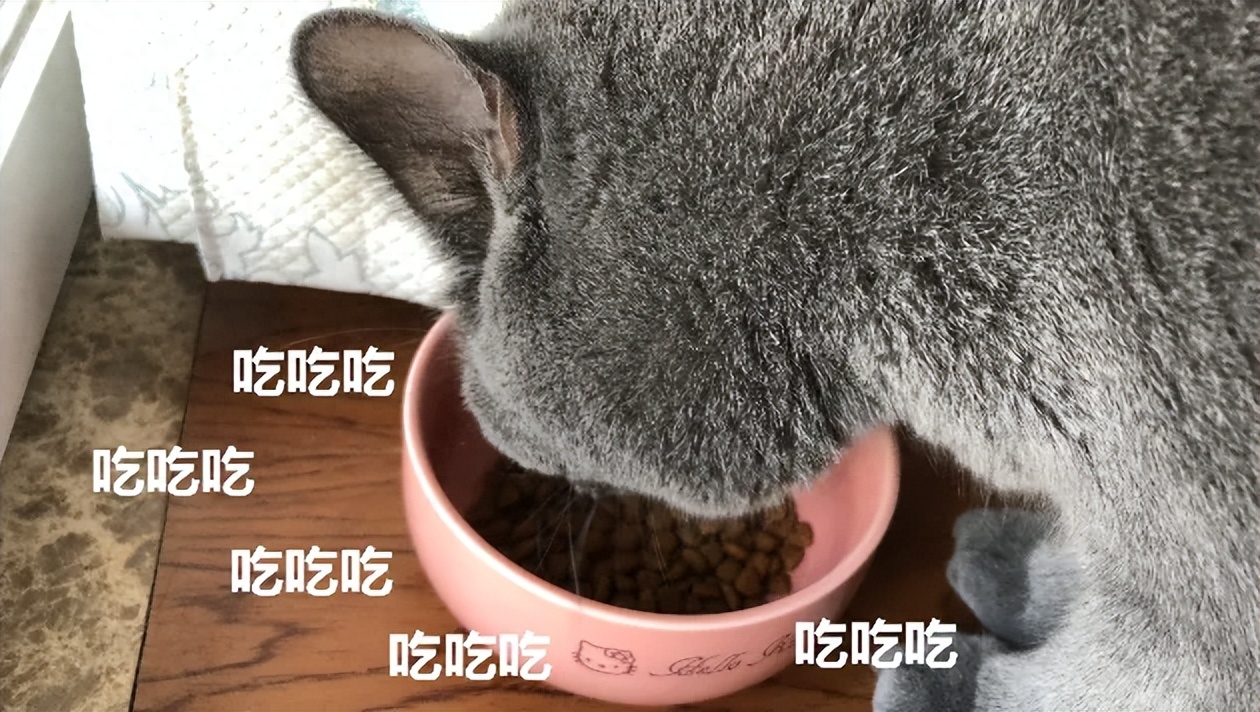 大脸猫如何养成(附：猫发腮攻略手把手教你养“大脸猫”)